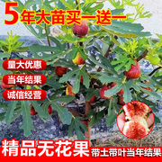 无花果树苗盆栽水果苗四季特大波姬红南北方阳台种植地栽当年结果