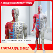 男性经络针灸穴位人体模型 经络按摩保健 半皮半肌肉针灸人178CM
