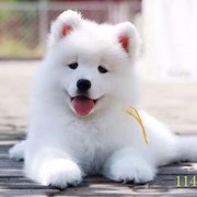 阳泉萨摩耶幼犬纯种，萨摩耶犬活体微笑天使，萨摩耶小狗雪橇犬哈士奇