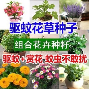 除虫驱蚊香草种子庭院阳台盆栽罗勒薰衣草太阳花卉种籽孑四季易活