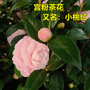 宫粉茶花盆栽粉红色小桃红树苗，老品种庭院花卉，树苗阳台好养绿植