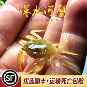 深水河蟹小型宠物蟹淡水观赏蟹可深水饲养华溪流冷水蟹原生蟹活体
