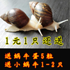宠物白玉蜗牛活物明珠巨型大蜗牛，产卵观赏小蜗牛学生科学实验教学