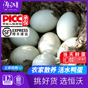 新鲜土鸭蛋30个枚青壳生鸭蛋大正宗农家，散养绿壳鸭子蛋