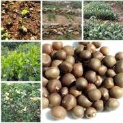 绿茶种子特早茶种子耐寒茶叶，种子茶树籽各种茶叶，种子播种种籽