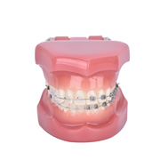 全口牙齿模型幼儿园口腔教学陶瓷托槽正畸牙模标准道具标模摆件
