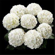 海蒂的花园雪球白色大花，绣球阳台庭院，好养耐阴花卉植物盆栽苗