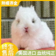 宠物兔子活物进口双血统，侏儒兔迷你长不大纯种，荷兰兔垂耳兔茶杯兔