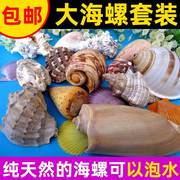 海螺贝壳30个种类不重复30个装海螺套装鱼缸造景