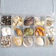 北海天然海螺贝壳盒装超值套装套餐海边旅游纪念品手伴礼礼物