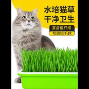 小麦草种子猫草种籽孑大麦芽，苗菜苗无土栽培水，培土培猫薄荷草盆栽