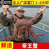 多仓鲜活帝王蟹新鲜海鲜水产特超大10斤皇帝蜘蛛长脚螃蟹