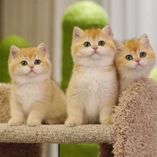 英短金渐层纯种幼猫12色矮脚英国短毛猫宠物小猫咪活物可发香港
