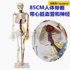 4.5CM85C人体骨骼模型骨架塑料骨头艺用人体瑜伽解剖学健身教