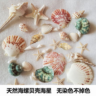 天然贝壳海螺海星海胆壳幼儿园手工diy相框漂流瓶风铃打孔小贝壳