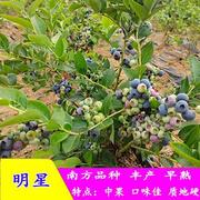 蓝莓苗盆栽蓝莓树苗兔眼蓝莓果苗南方北方四季种植地栽当年结果树