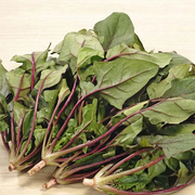 华煜紫薇菠菜种子红梗菠菜种籽菜园阳台盆栽青菜四季蔬菜有机菜种