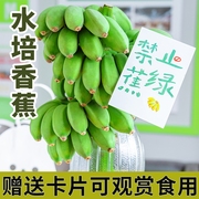 整串办公室水培香蕉禁止蕉绿芭蕉桌面绿植静止小米蕉可食用拒绝