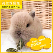 进口纯种二代双血美国侏儒兔垂耳兔荷兰兔茶杯兔小型宠物兔活物