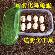 可孵化乌龟蛋招财龟活体中华草龟墨龟活物巴西龟鳄鱼龟学生孵化蛋