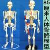 85公分骨骼模型45cm人体骨骼模型180CM全身脊椎骨骼脊柱模型骨