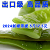 海白菜新鲜3/5斤裙带菜海裙菜海菠菜凉拌海芥菜海桔梗盐渍裙带梗