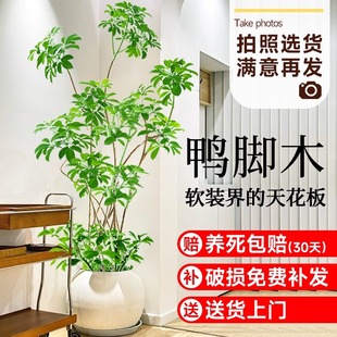 鸭脚木客厅大型植物盆栽树苗室内落地绿植八方来财造型办公室植物