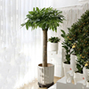 室内办公室绿植大型植物辫子，发财树大棵盆栽，客厅开业招财净化空气