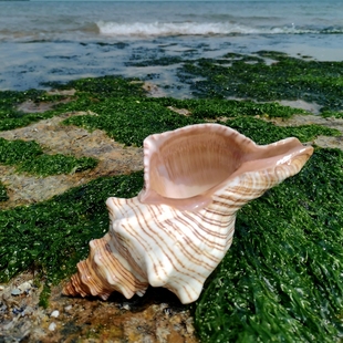 赤旋螺天然贝壳海螺壳，超大摆件鱼缸造景，水族创意聆听海的声音