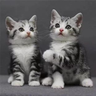 美短虎斑猫美短加白起司猫幼猫崽美国短毛，猫矮脚宠物活物猫咪