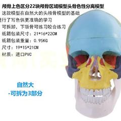 比头颅骷髅头骨模型医学解剖头模标本人体解剖头颅艺用美术11