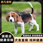 纯种比格犬米格鲁猎兔犬幼犬活体家养幼崽小型犬宠物狗大耳朵狗狗