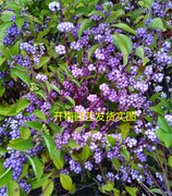 日本紫珠富贵籽cllicrpjponictunb观果盆栽，盆景来运珠鲜活
