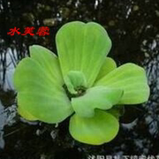 水葫芦浮萍水生植物养鱼养龟鱼缸，造景净化水质，鱼池水草种子水芙蓉