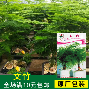 盆栽花卉水培植物文竹种子，办公室室内防辐射创意，绿植盆景花卉