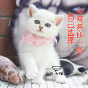 猫咪三角巾口水巾围巾幼猫围脖成猫领巾宠物饰品卡通三角巾围嘴