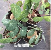 红藤山乌龟，植物圆叶盆栽，爬藤绿植