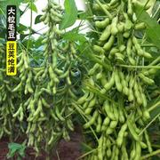 绿宝石毛豆晚熟毛豆种子 盆栽蔬菜种子 阳台种菜种子庭院菜籽易种