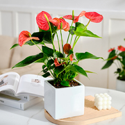 红掌盆栽带花室内客厅好养易活水培花卉，白掌办公桌面鸿运当头绿植