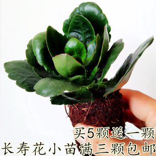 长寿花重瓣长寿花苗植物绿植花卉盆栽宫灯花卉植物四季小苗好养活