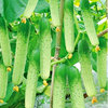 水果黄瓜种子老品种高产旱黄瓜，种籽季春季(季春季)夏季水果蔬菜种孑