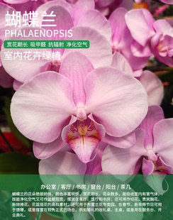蝴蝶兰2.8寸杯苗室内花卉植物净化空气好养易活基地直发对版