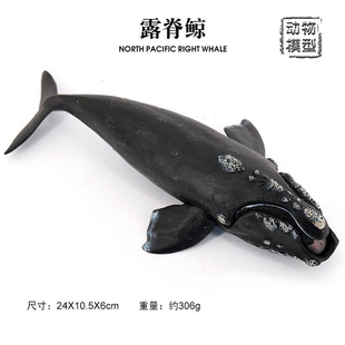 仿真露脊鲸 海洋动物模型脊美鲸瘤头鲸 海底生物摆件儿童玩具认知
