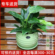 金钻盆栽植物 室内净化空气桌面小绿植清除甲醛花卉 上海送货上门