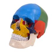 头骨色性分离模型仿真头骨带颈椎模型彩色人体头颅骨模型c1 1