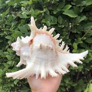 天然海螺贝壳白千手(白千手)螺菊花螺，鱼缸装饰品水族箱造景地中海风格摆件