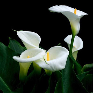 可水培花卉绿植白色马蹄莲花苗盆栽室内阳台庭院高档植物纯白色花