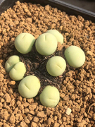 鸽子蛋肉锥番杏科生石花，自播2年株哈默种源，多肉植物球球