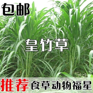 新型皇竹草种子巨菌草，种子多年生牧草种子鸡鸭，鹅猪牛羊鱼王草种籽