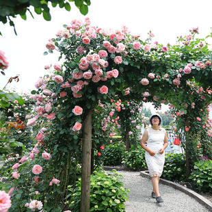 海蒂的花园舍农索城堡的女人们藤本月季爬藤植物花卉盆栽苗